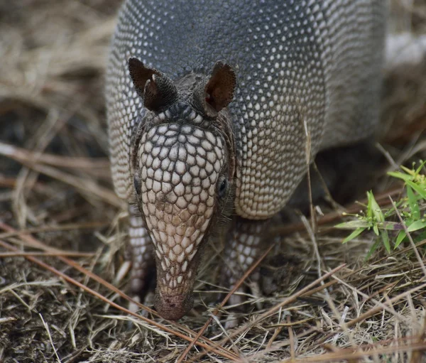 Armadillo. — Fotografia de Stock