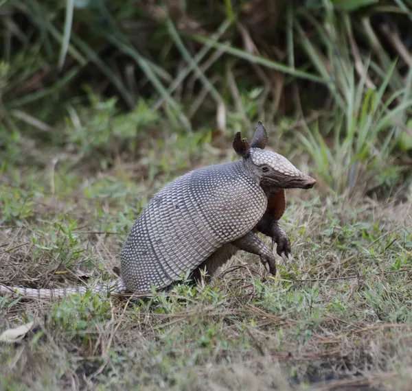 ARMADILLO —  Fotos de Stock