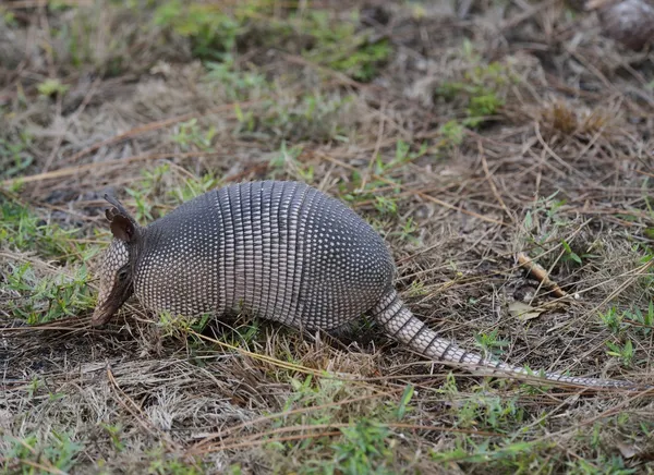 Armadillo-félék — Stock Fotó