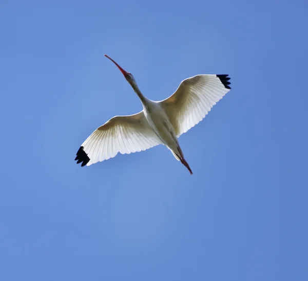 Vita Ibis under flygning — Stockfoto