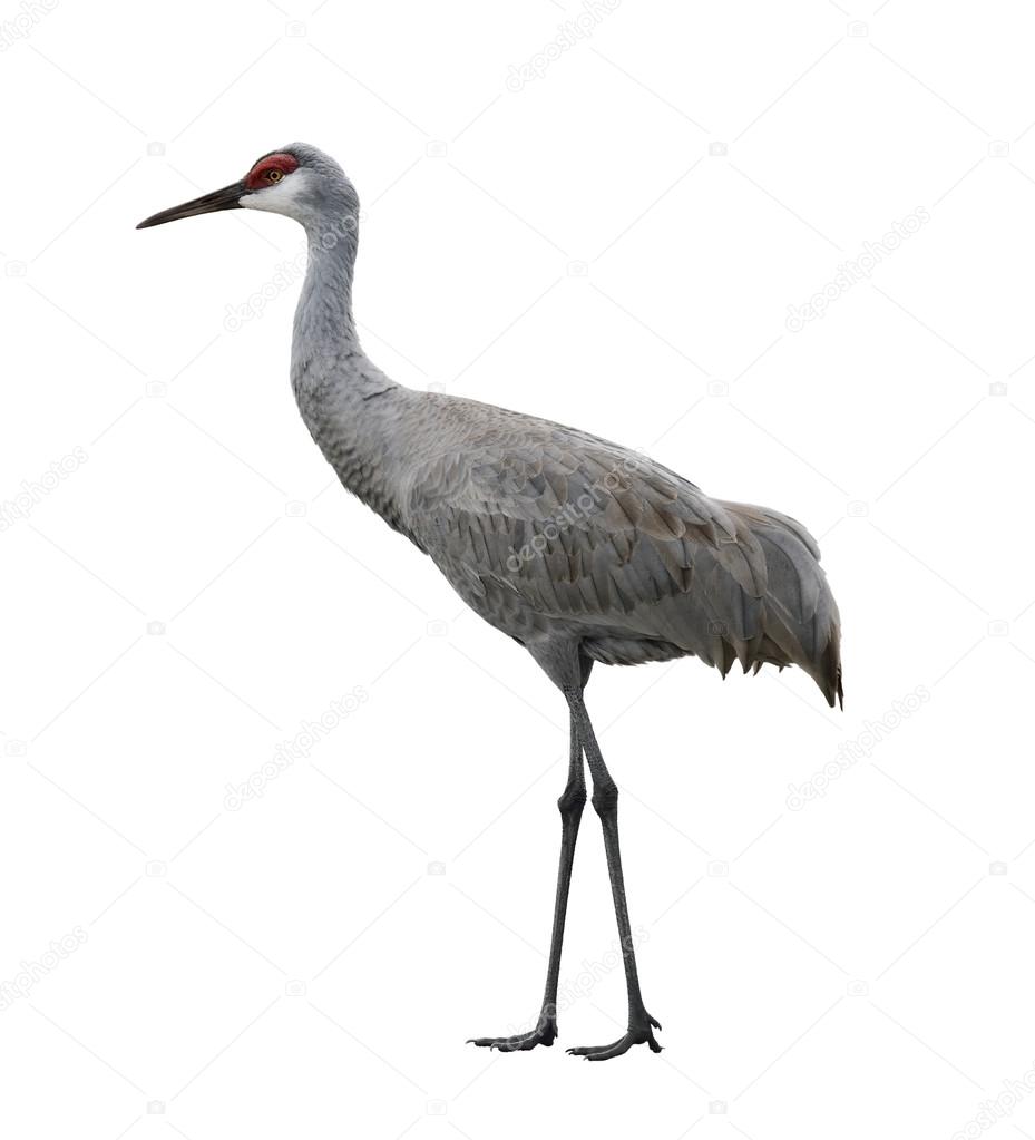 Sandhill Crane Bird