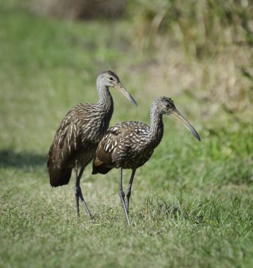 limpkin kuşları