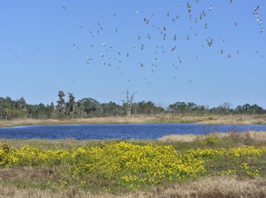 florida sulak alanlar