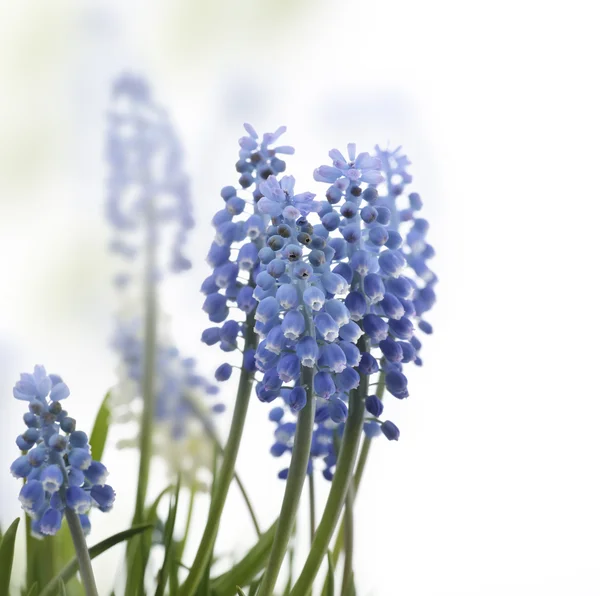 Muscari çiçekler — Stok fotoğraf