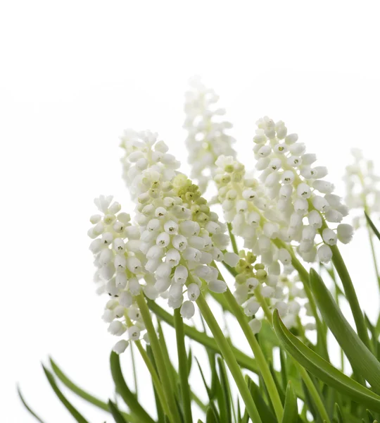 Flores de Muscari blanco —  Fotos de Stock