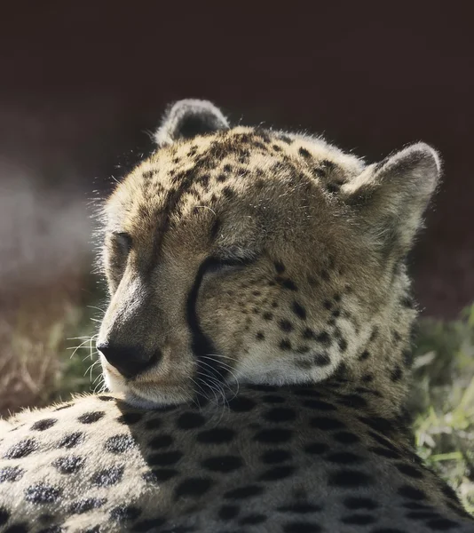 Отдыхающий гепард — стоковое фото