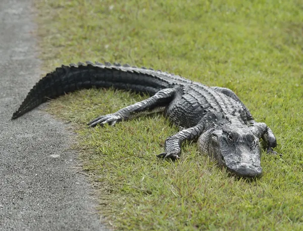 Aligator amerykański — Zdjęcie stockowe