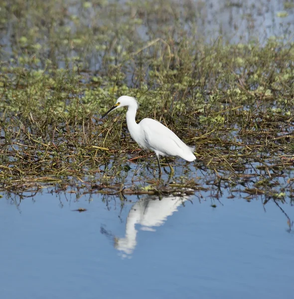 Snowy Egret — Stock Photo, Image