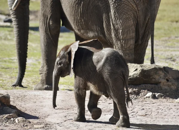 Young African Elephant — Fotografie, imagine de stoc