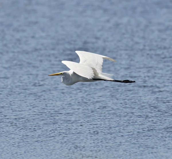 Gran garza blanca — Foto de Stock