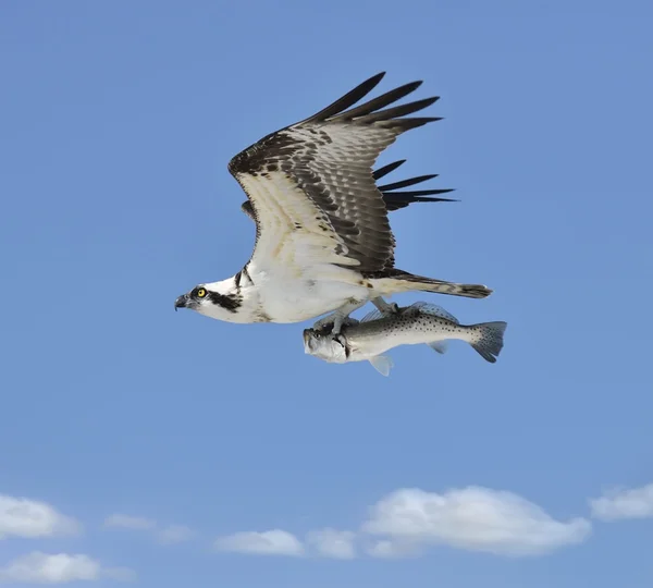 Létající osprey s ryba — Stock fotografie