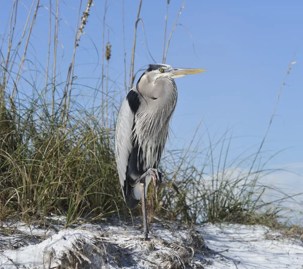 Great Blue Heron — Stock Photo, Image