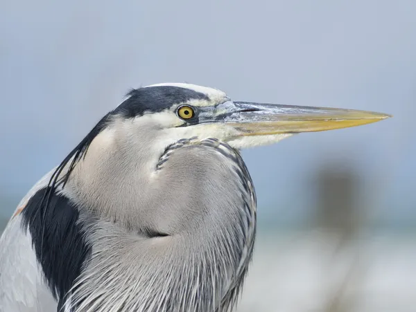 Grande garça azul — Fotografia de Stock