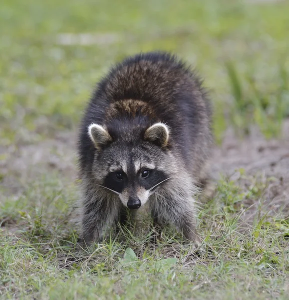 Young Raccoon — Stock Photo, Image