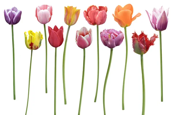 Tulpen blühen in einer Reihe — Stockfoto