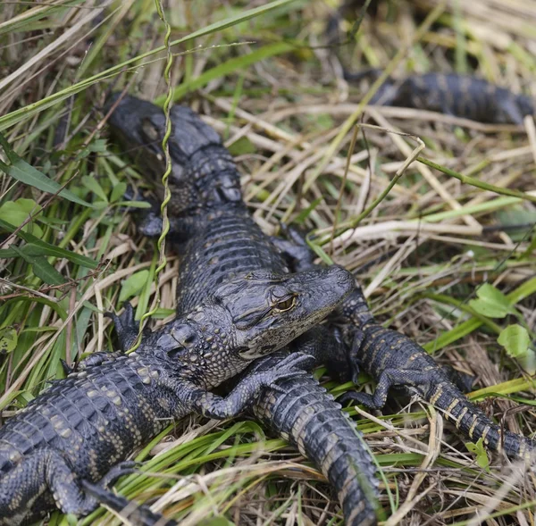 Baby alligatorer — Stockfoto