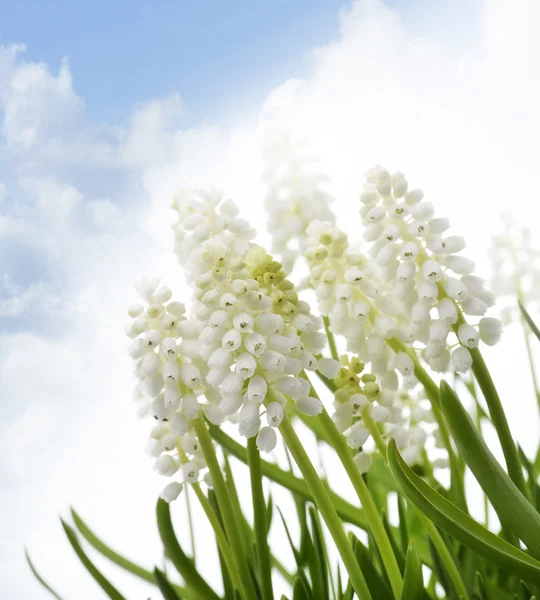 Witte muscari bloemen — Stockfoto