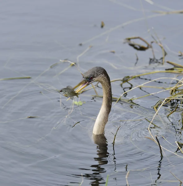 Anhinga Feeding — Stock Photo, Image