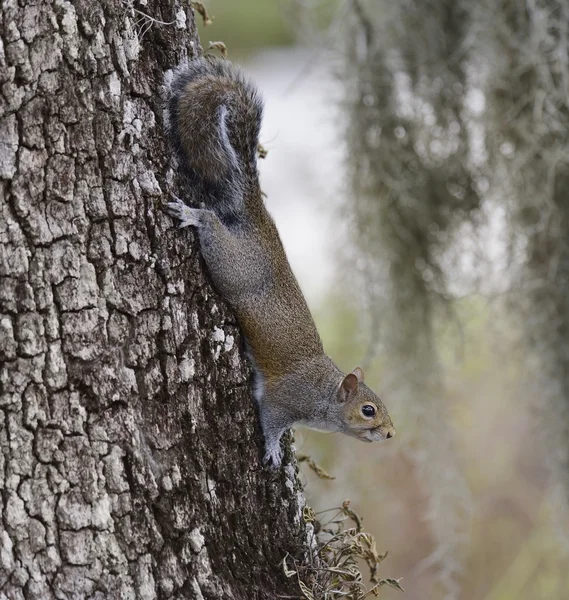 Grauhörnchen — Stockfoto