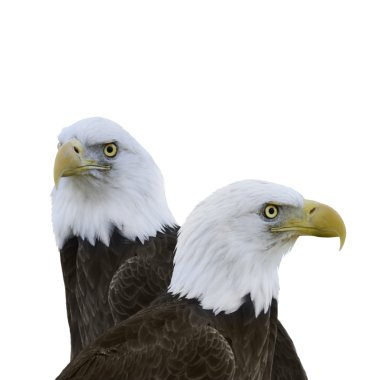 American Bald Eagles clipart