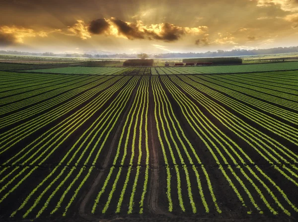 Beplante veld — Stockfoto
