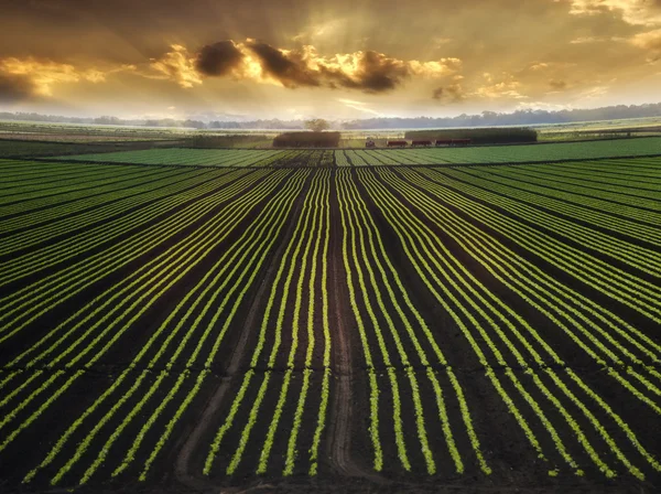 Campo plantado — Foto de Stock