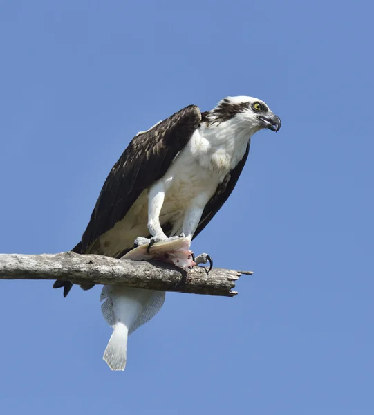 Osprey balık besleme — Stok fotoğraf