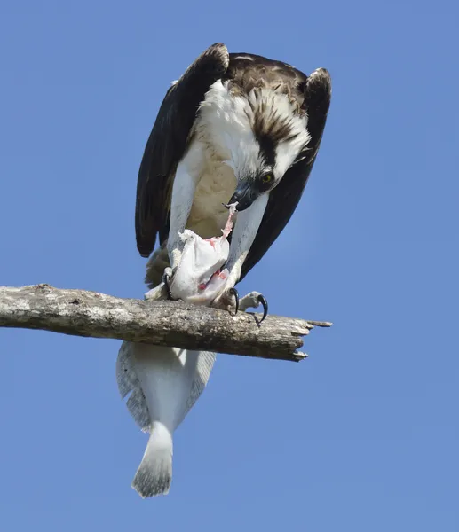 Osprey balık besleme — Stok fotoğraf
