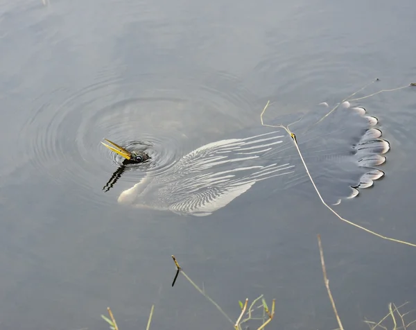 Feeding Anhinga — Stock Photo, Image