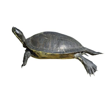 Florida Cooter Turtle clipart