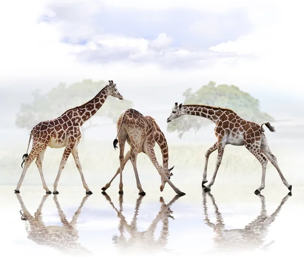 Giraffes — Stock Photo, Image