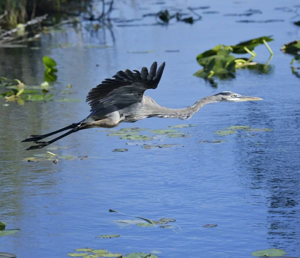 Mare albastru heron — Fotografie, imagine de stoc