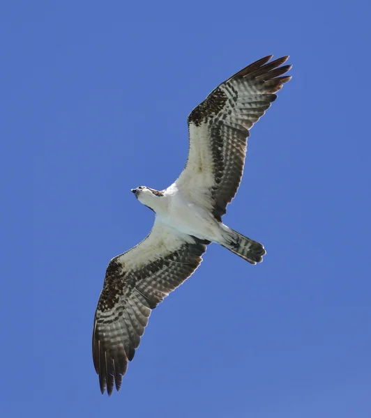 Skyhöga Fiskgjuse — Stockfoto