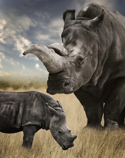 Madre y bebé rinoceronte blanco — Foto de Stock