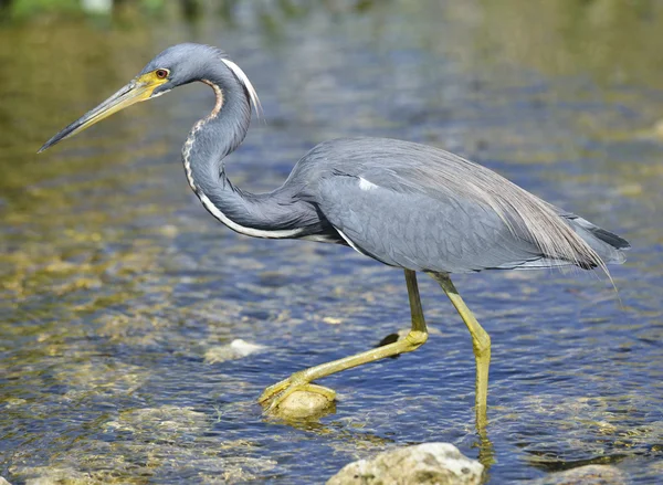 Tricolored balıkçıl — Stok fotoğraf