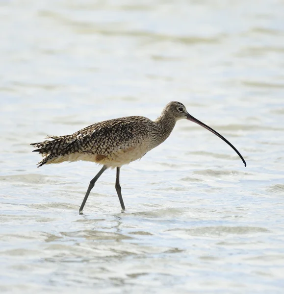 Curlew długo-nakaz kwaterunkowy ptak — Zdjęcie stockowe