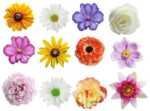 Blommor samling — Stockfoto