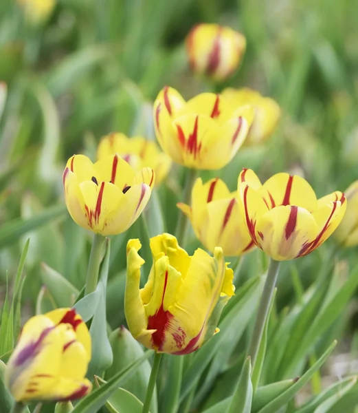 Tulipanes amarillos —  Fotos de Stock