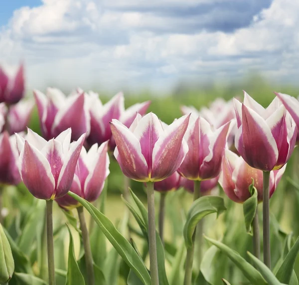Tulipani rossi e bianchi — Foto Stock