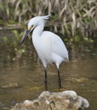 Karlı Akbalıkçıl (egretta thula)