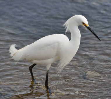 Karlı Akbalıkçıl (egretta thula)