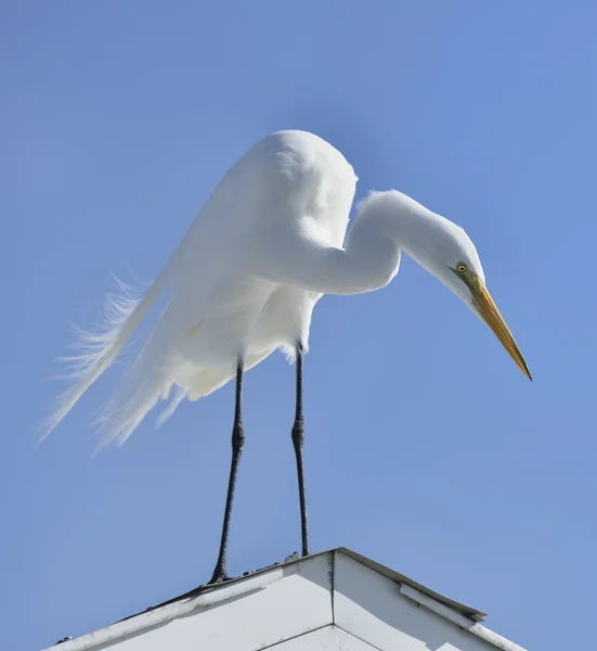 Great White Egret — Stock Photo, Image