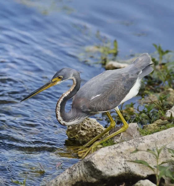 Tricolored Heron — Stock Photo, Image