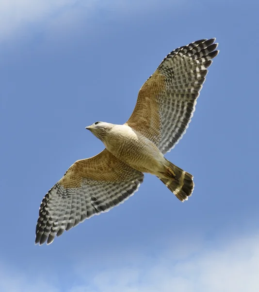 Falco dalle spalle rosse — Foto Stock