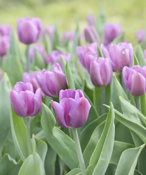 Tulipani viola — Foto Stock