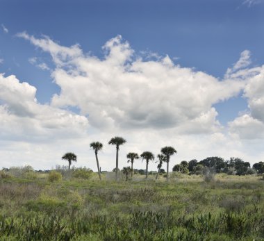 florida sulak alanlar