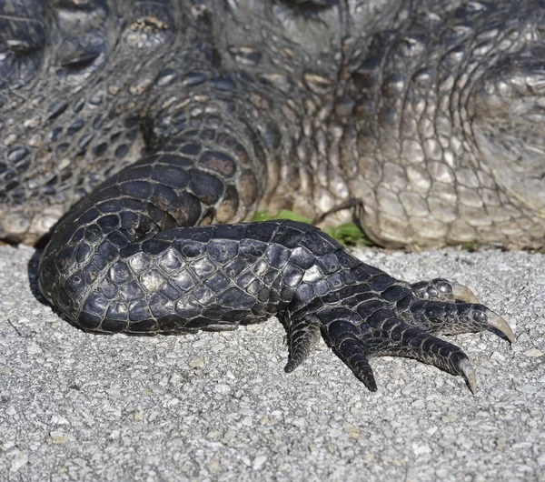 Aligator pazur — Zdjęcie stockowe
