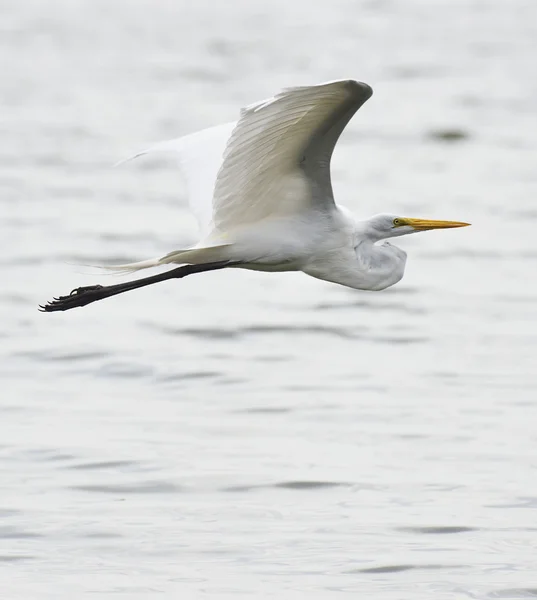 Great White Egret — Stock Photo, Image