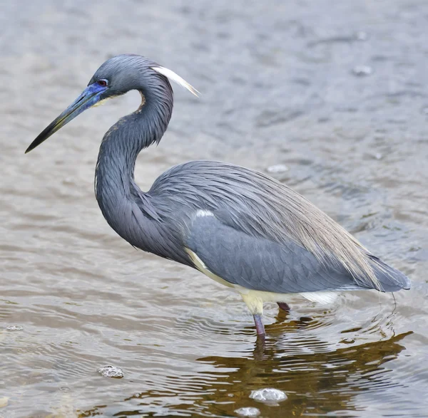 Tricolored balıkçıl — Stok fotoğraf