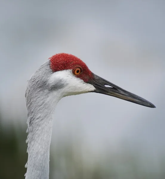 Grue du Canada Portrait — Photo